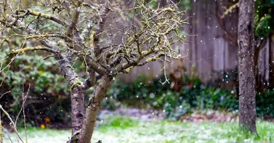 Tree and shrubs in the snow