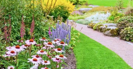 Garden with Coneflower
